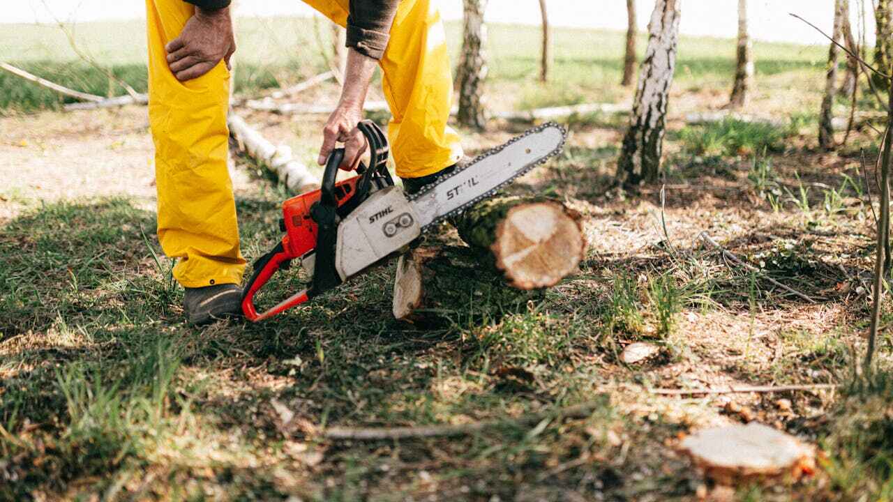 Best Arborist Services Near Me  in , KY